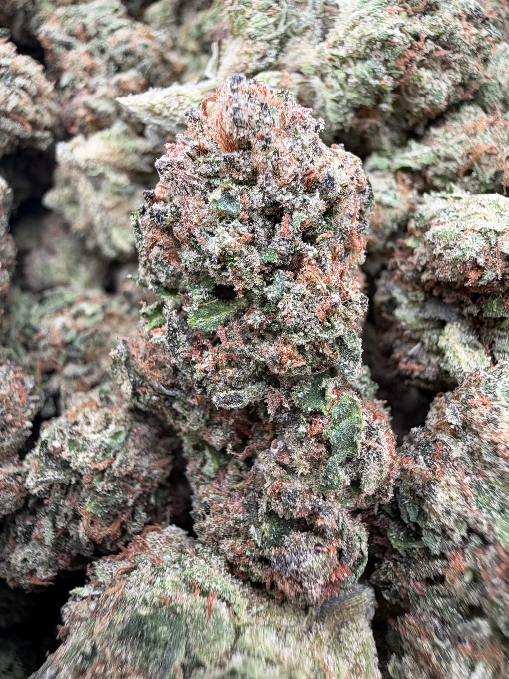 ZOUR LEMONS [650]