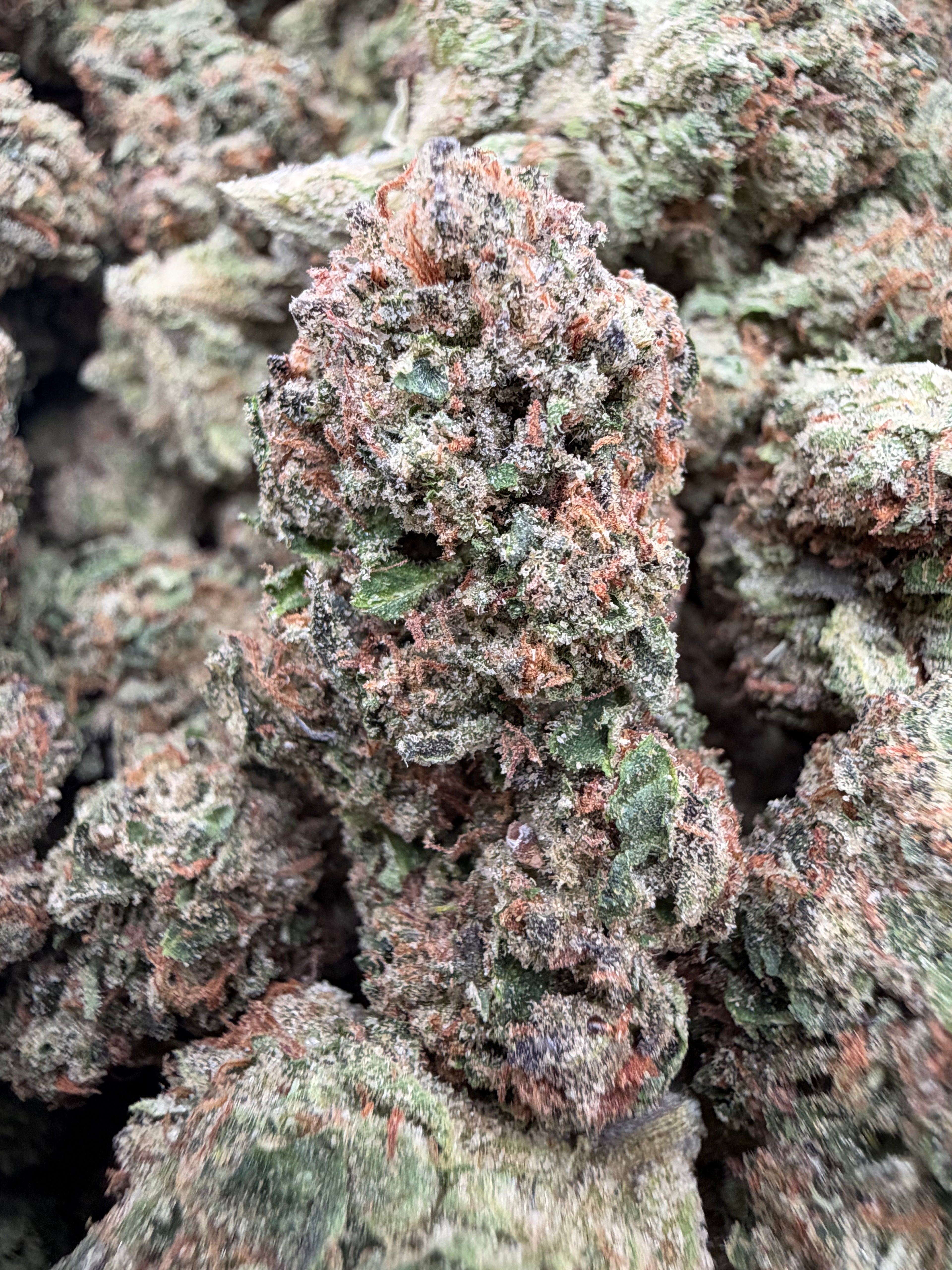 ZOUR LEMONS [650]