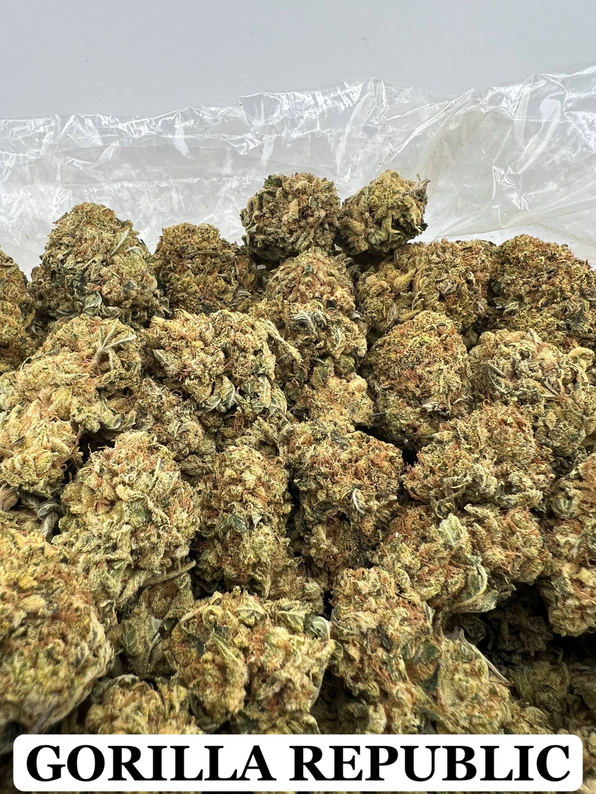 GORILLA REPUBLIC [325]