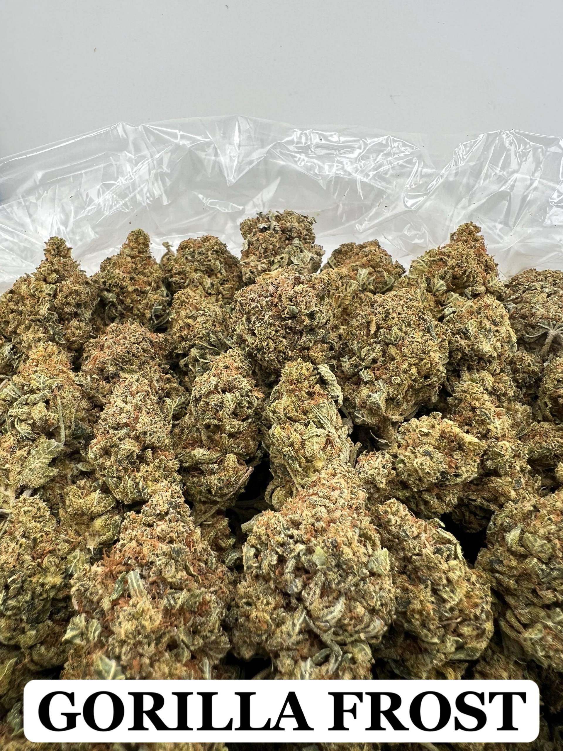 GORILLA FROST [400]