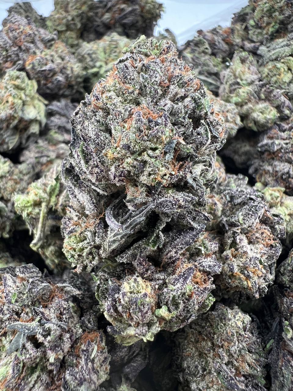 GELATO MADNESS [700]