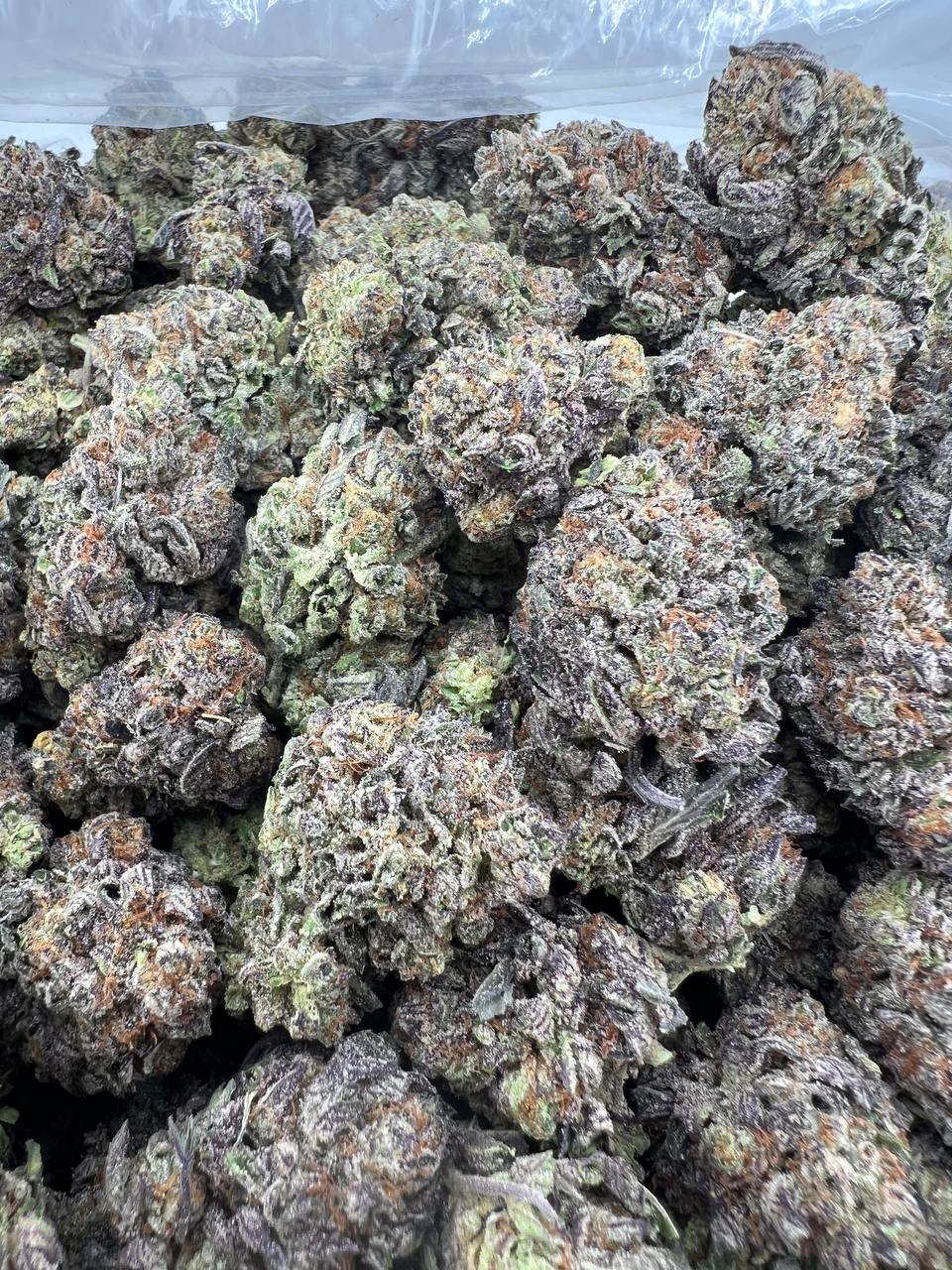 GELATO MADNESS [700]