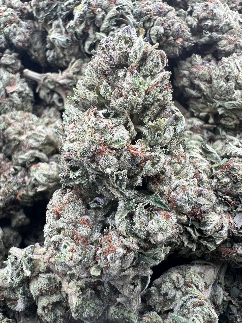 DEADHEAD OG [600]