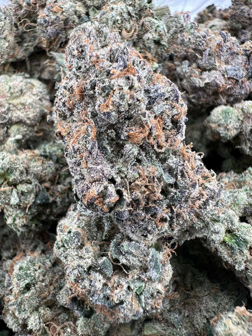 EXOTIC CANDY [1000]