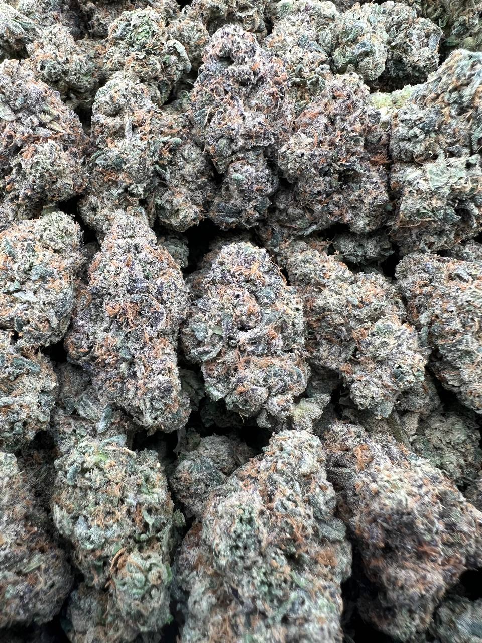 EXOTIC CANDY [1000]