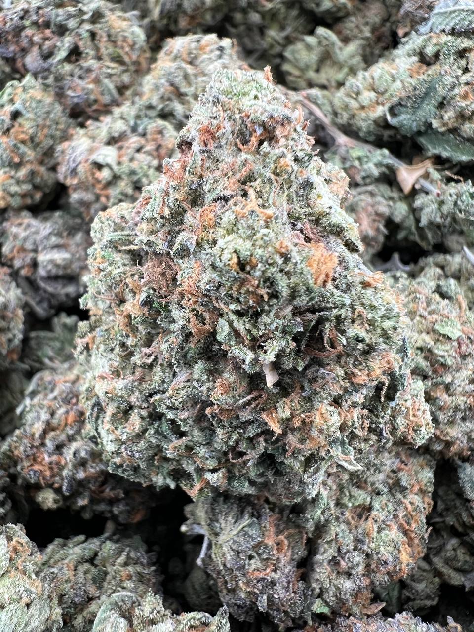 ROZAY GELATO [750]