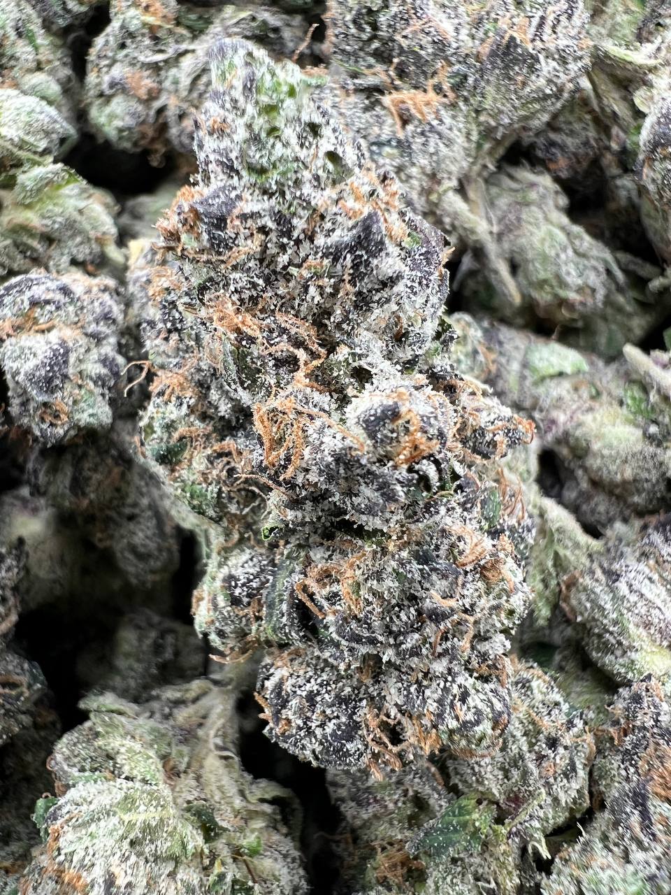 BLUE BENJIS [1000]