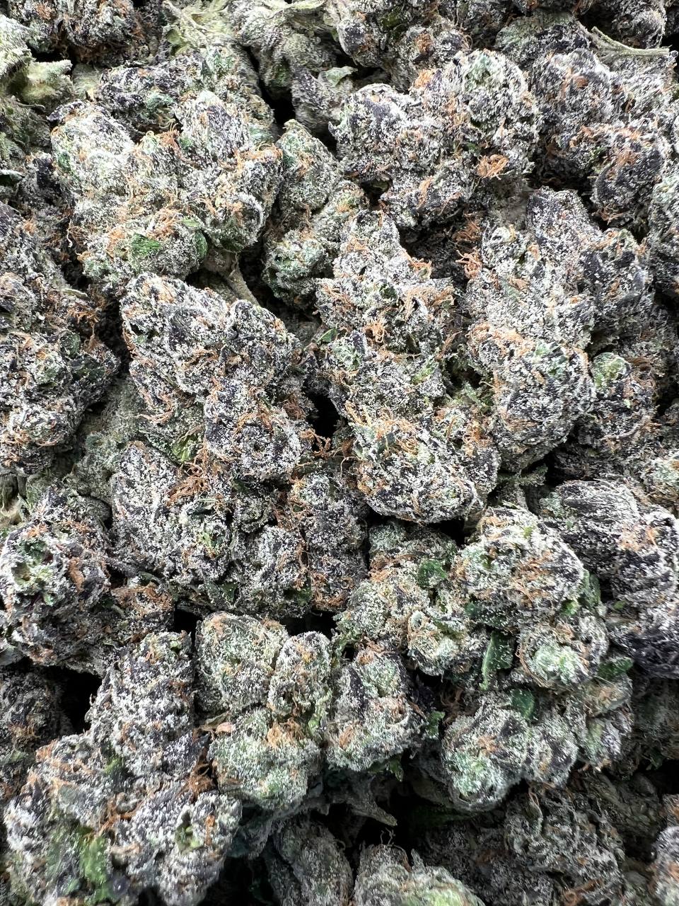 BLUE BENJIS [1000]