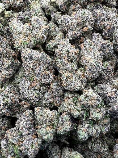 BLUE BENJIS [1000]