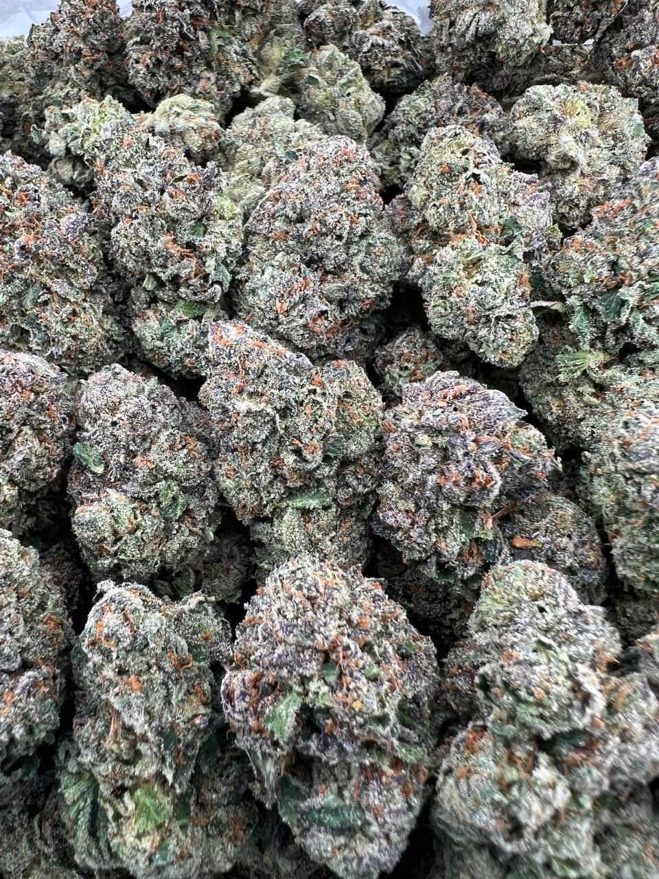 GAS RUNTZ [900]