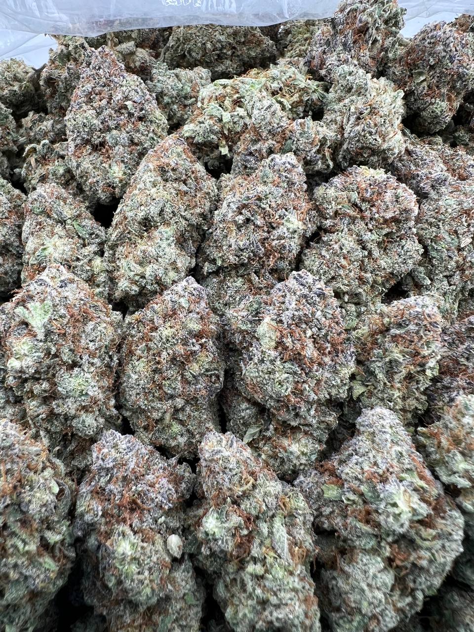 PINK CRUSH [900]