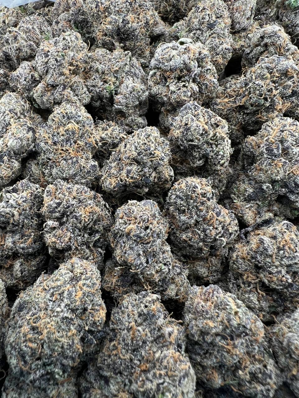 BLUEBERRY PANCAKEZ [1000]