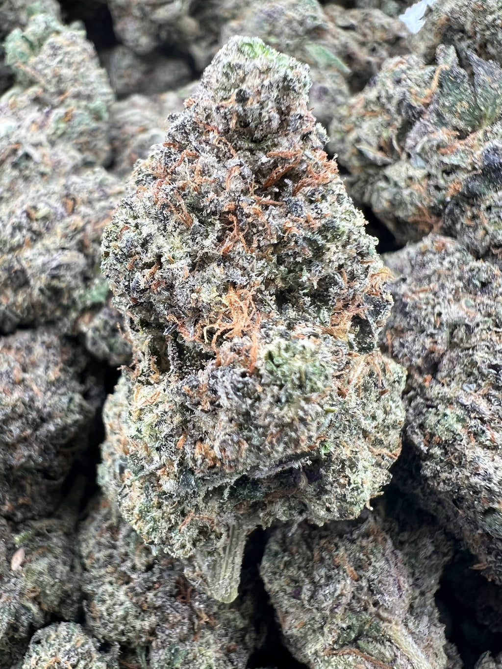 BISCOTTI RUNTZ [875]