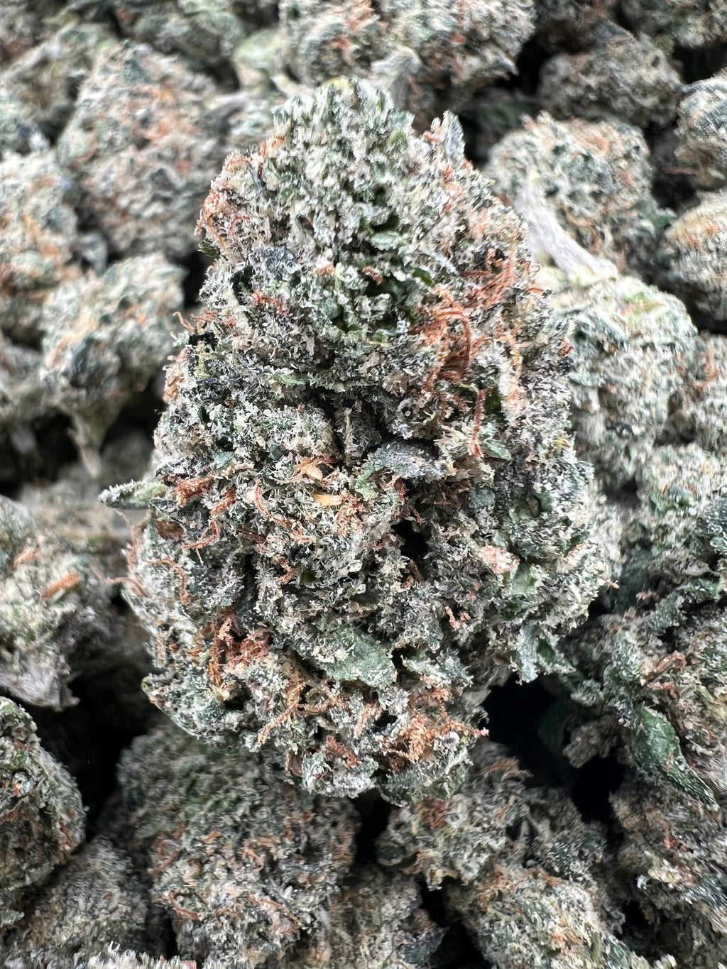 GELATO FUEL [800]