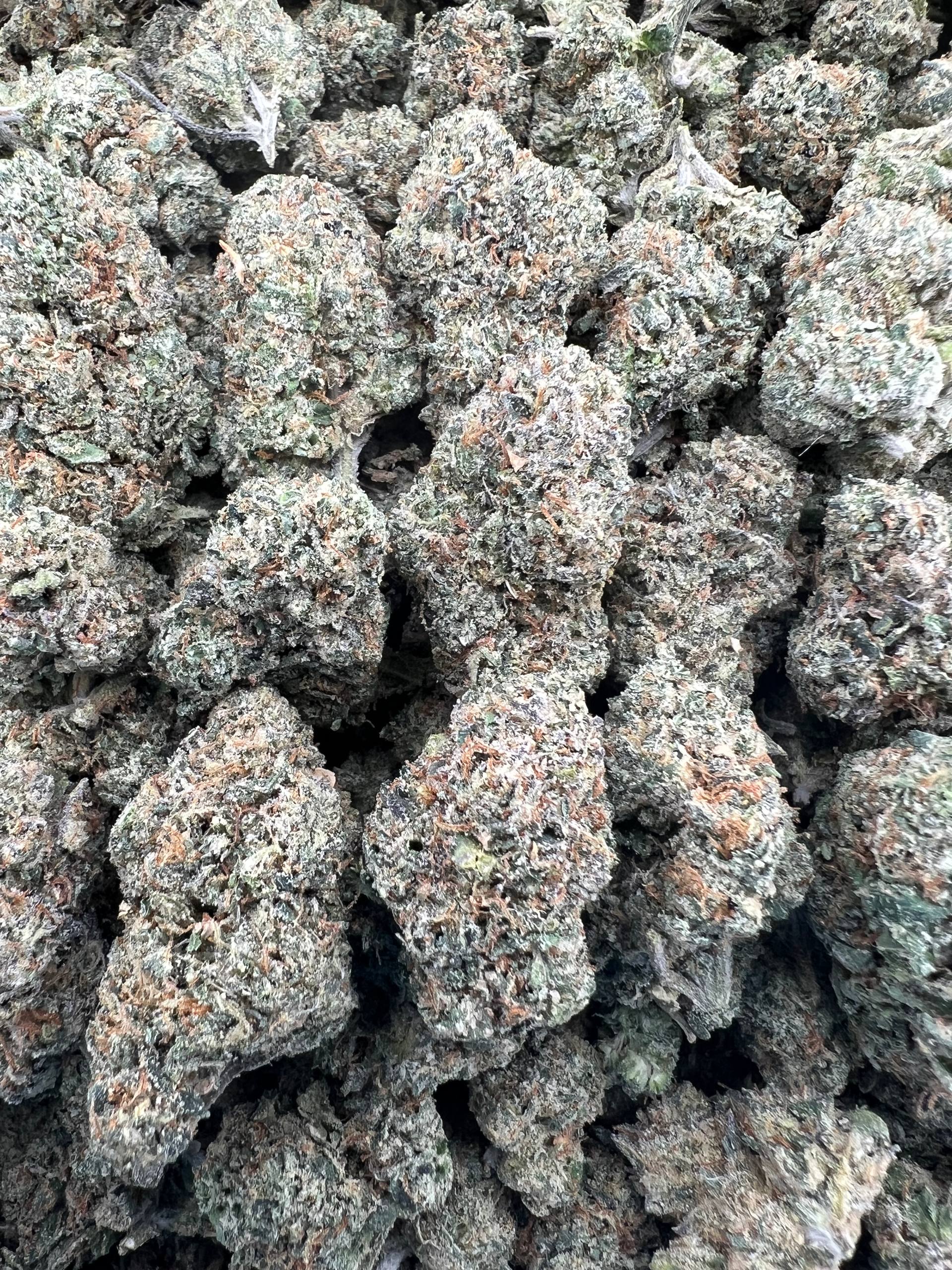 GELATO FUEL [800]