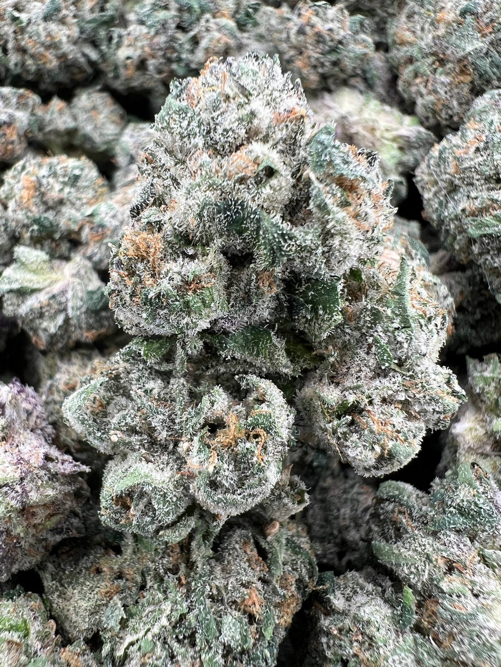 BUBBLEGUM RUNTZ [1050]