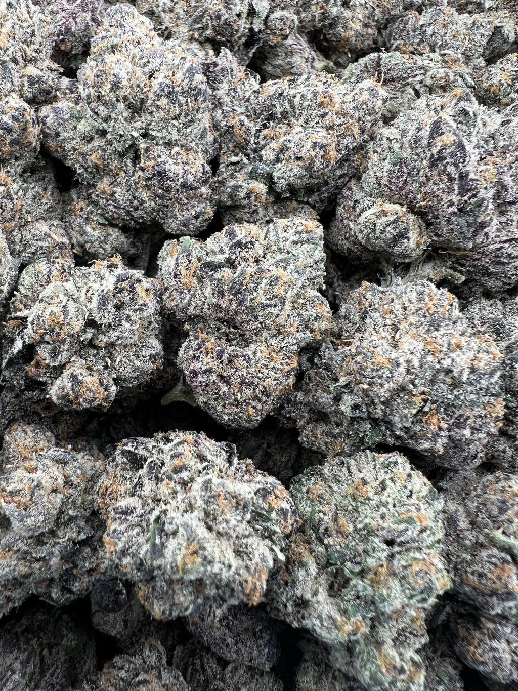 PURPE ZOTZ [1100]