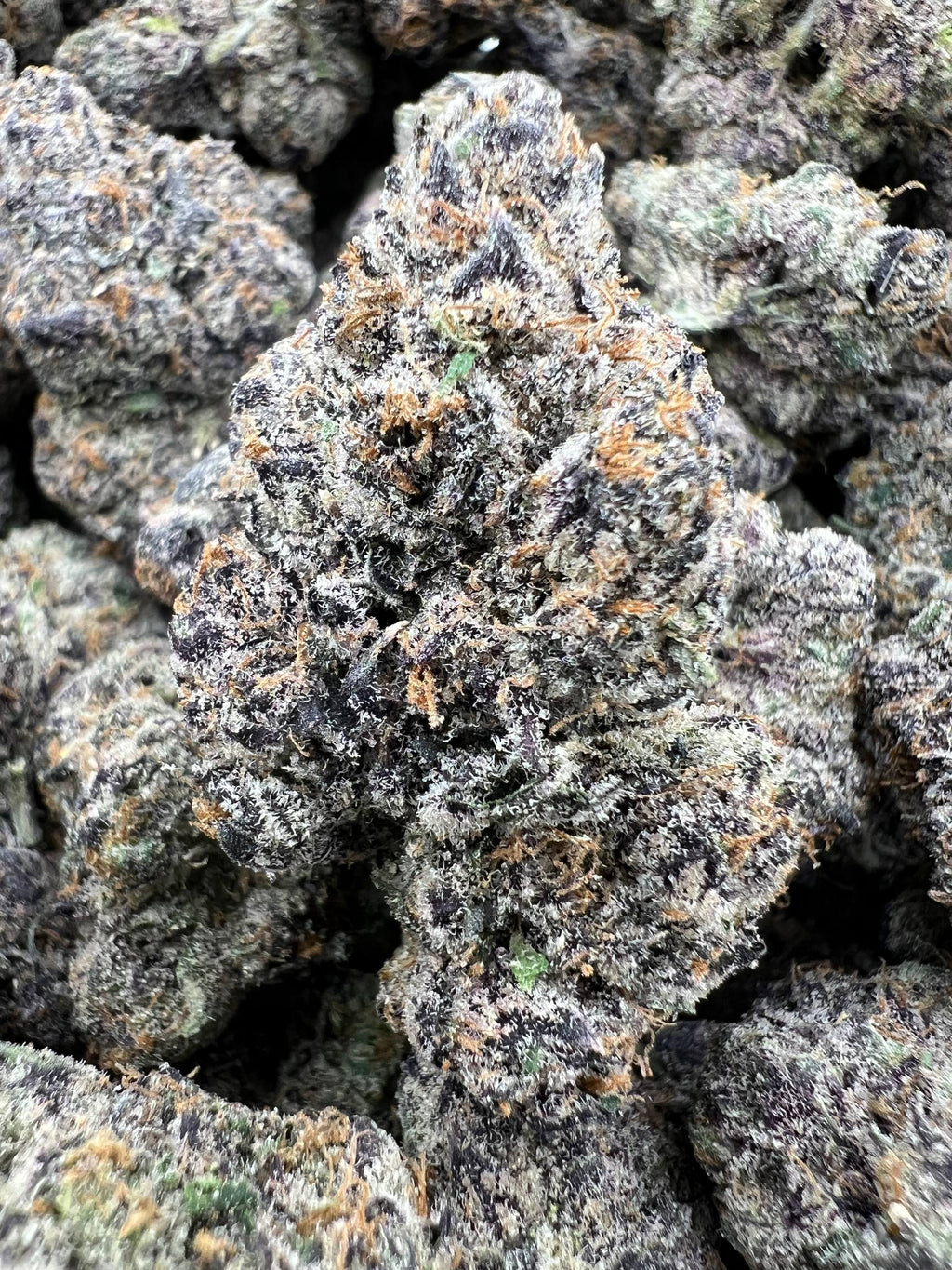 PURPLE PLAGUE [1400]