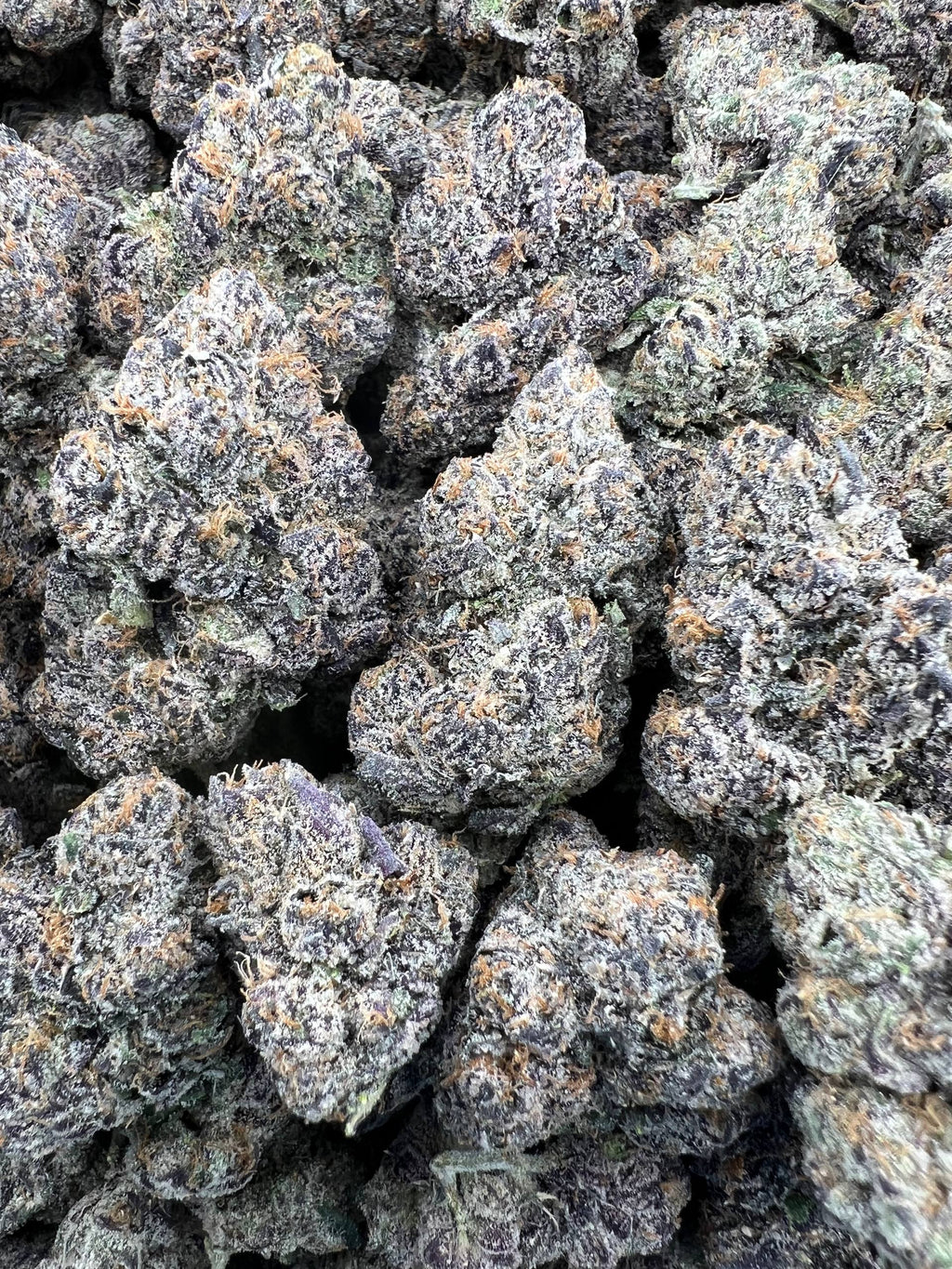 PURPLE PLAGUE [1400]