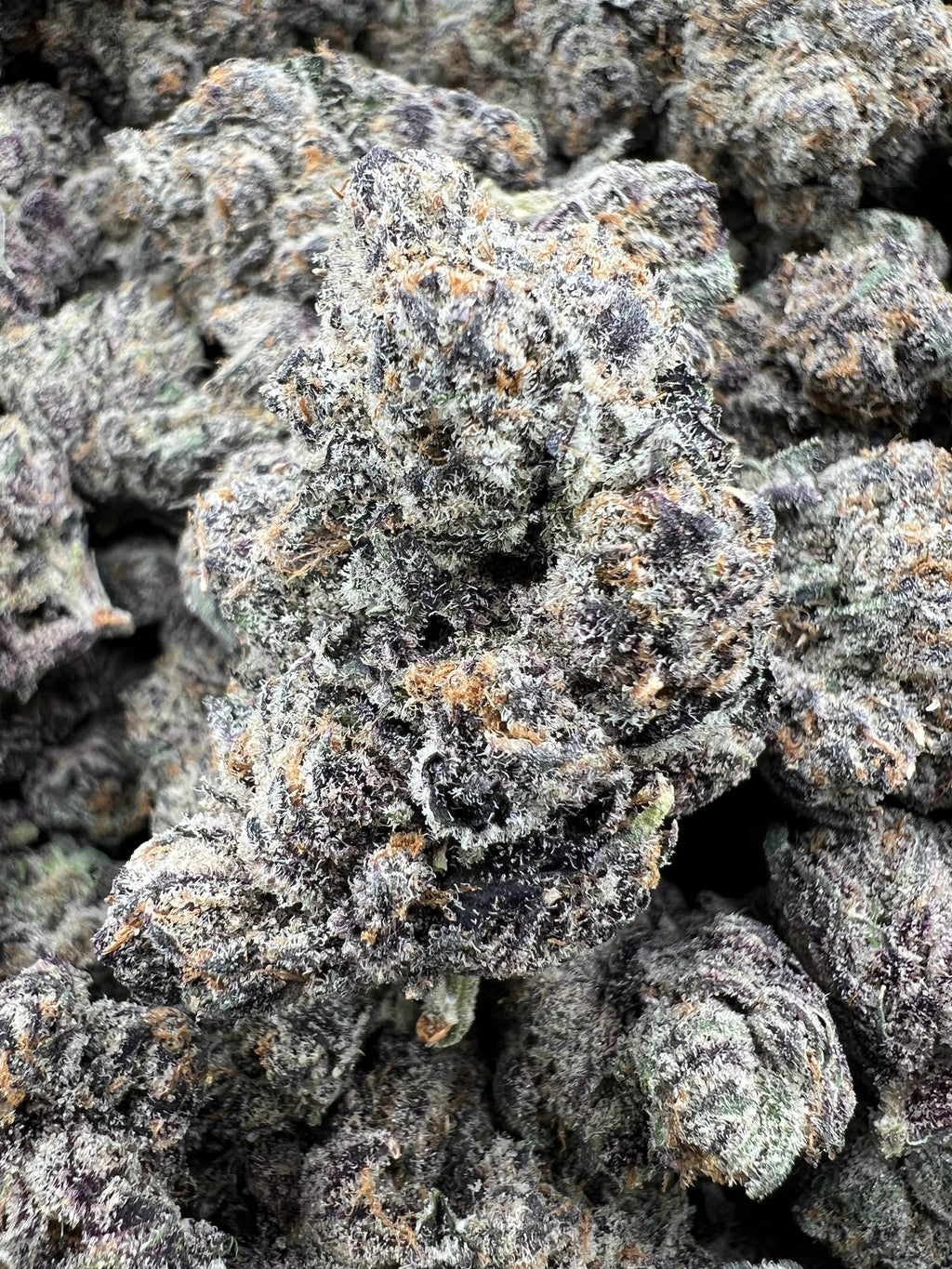 PURPLE JOKERS [1450]
