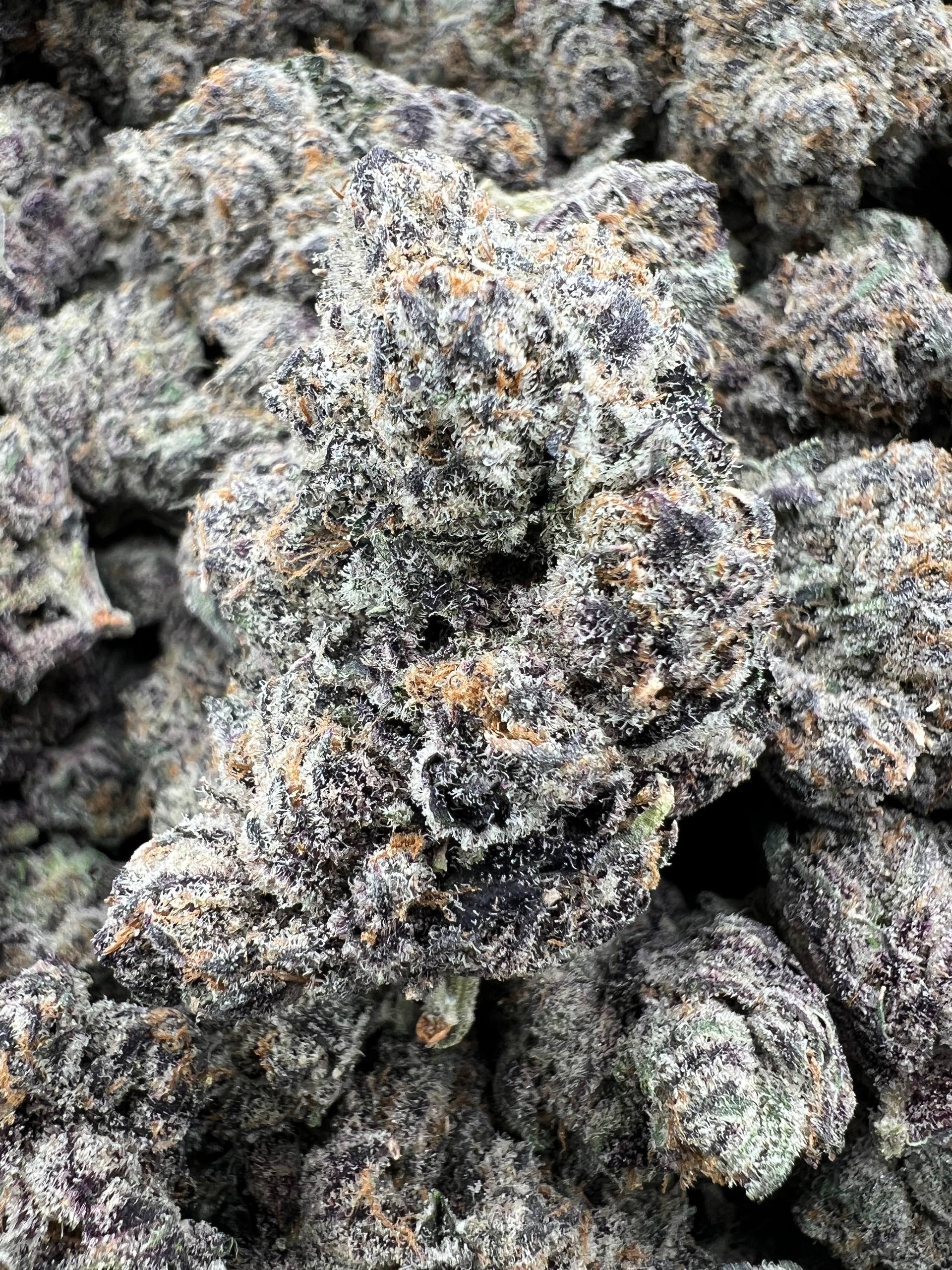 PURPLE JOKERS [1450]