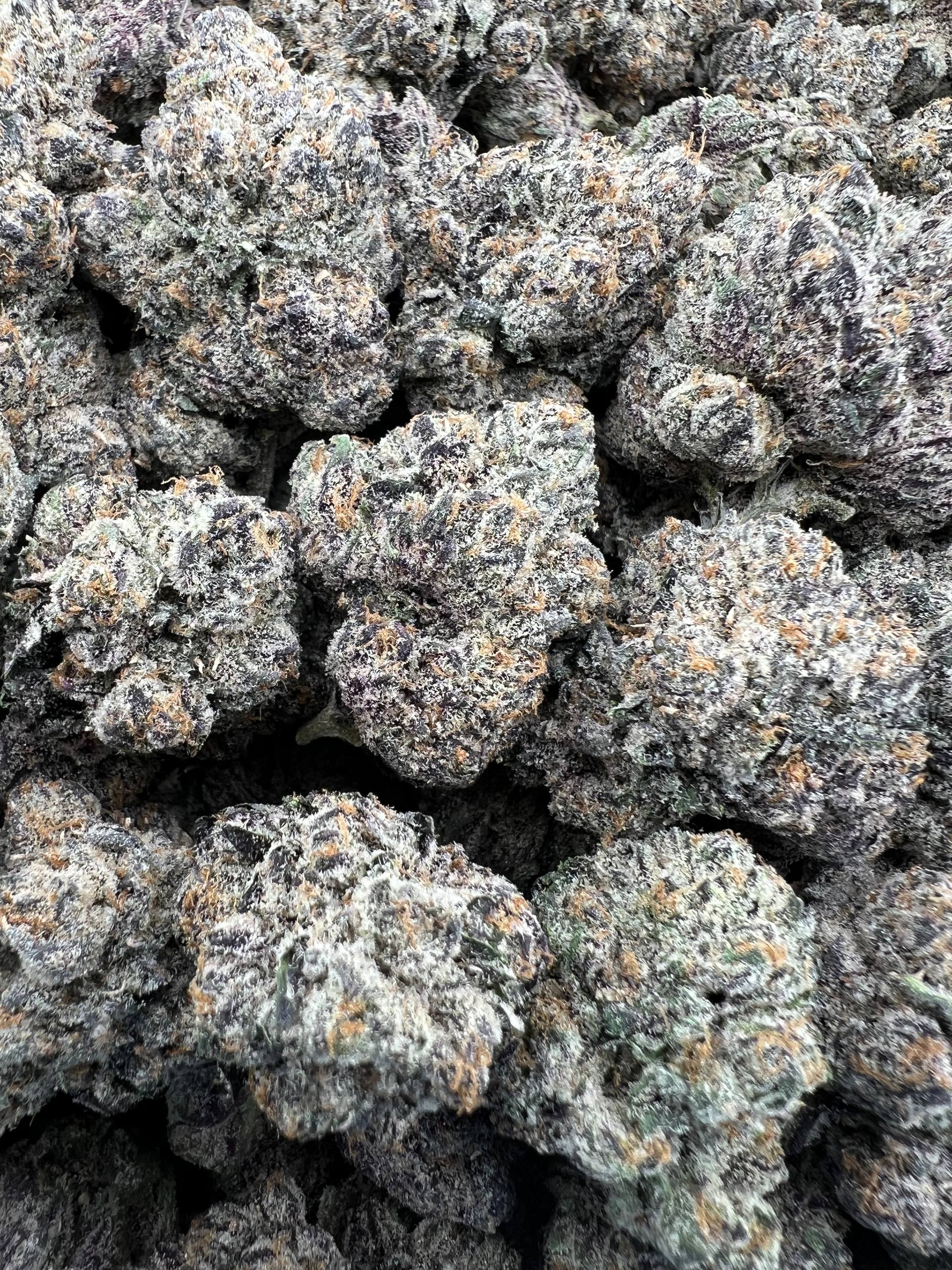 PURPLE JOKERS [1450]