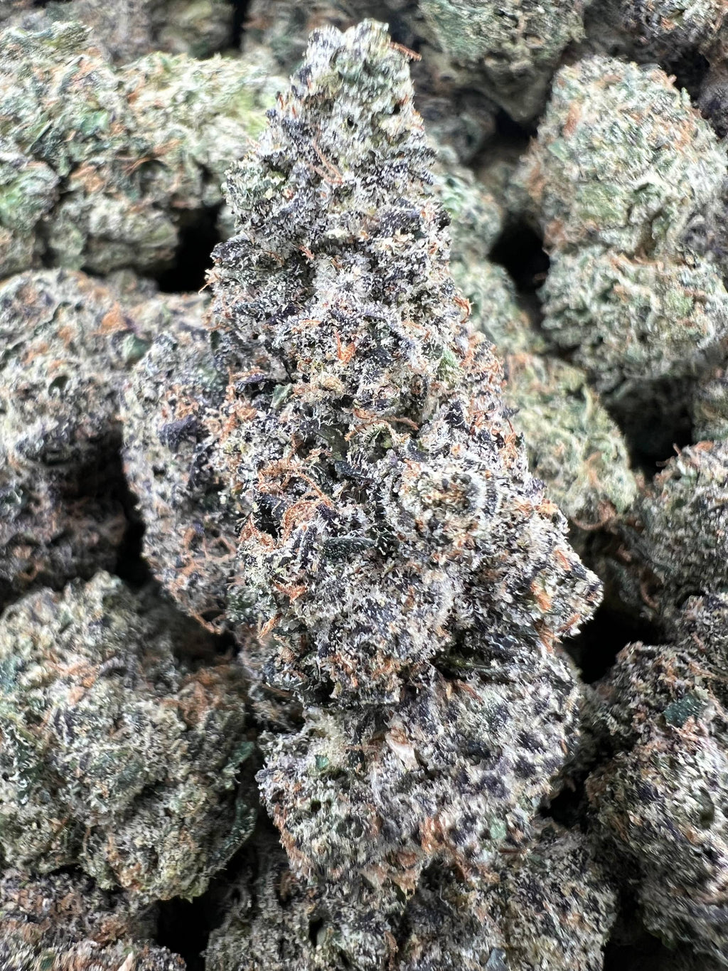 BLUE CHERRY GRUNTZ [850]