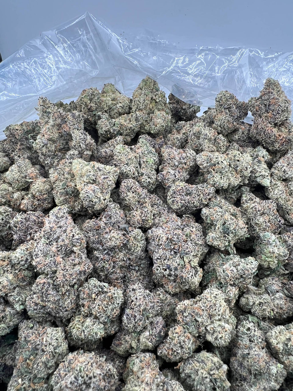 BLUE CHERRY GRUNTZ [850]