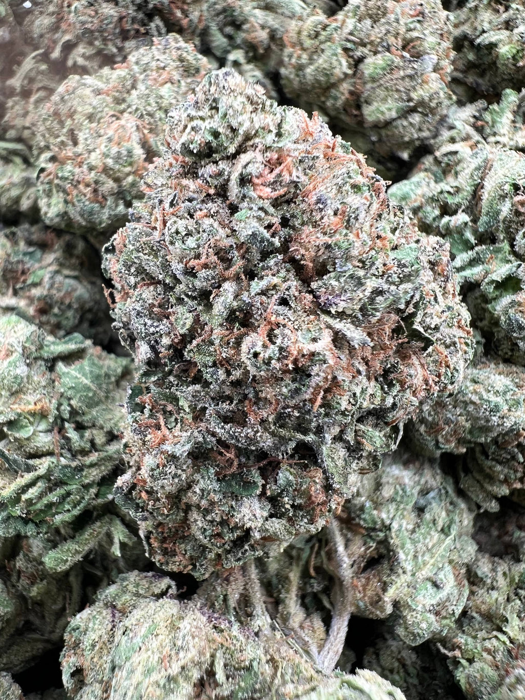 FIJI RUNTZ [725]