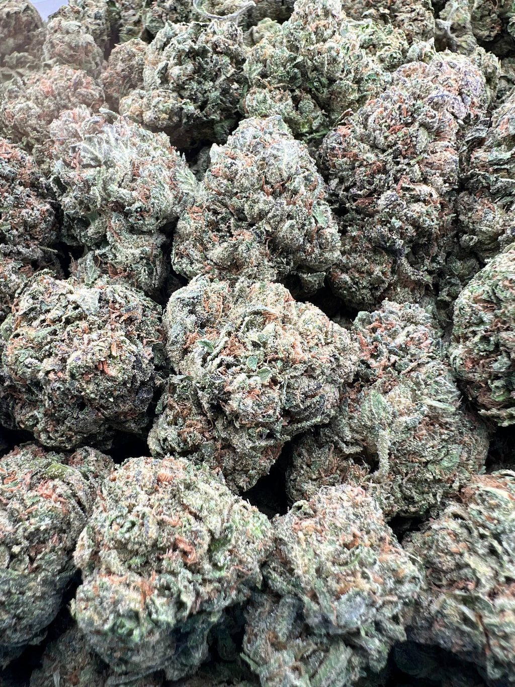 FIJI RUNTZ [725]