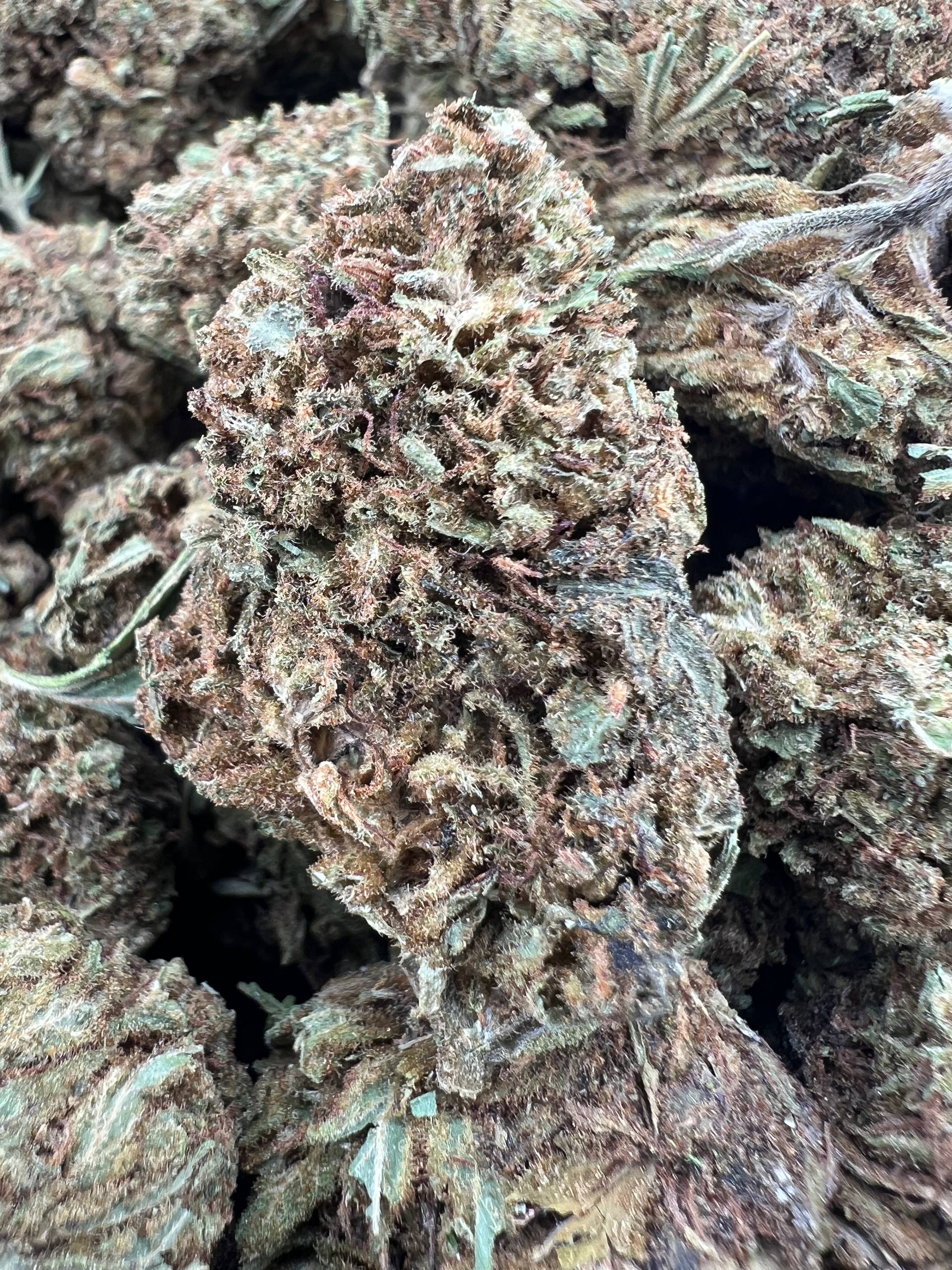 ALIEN GELATO [450]