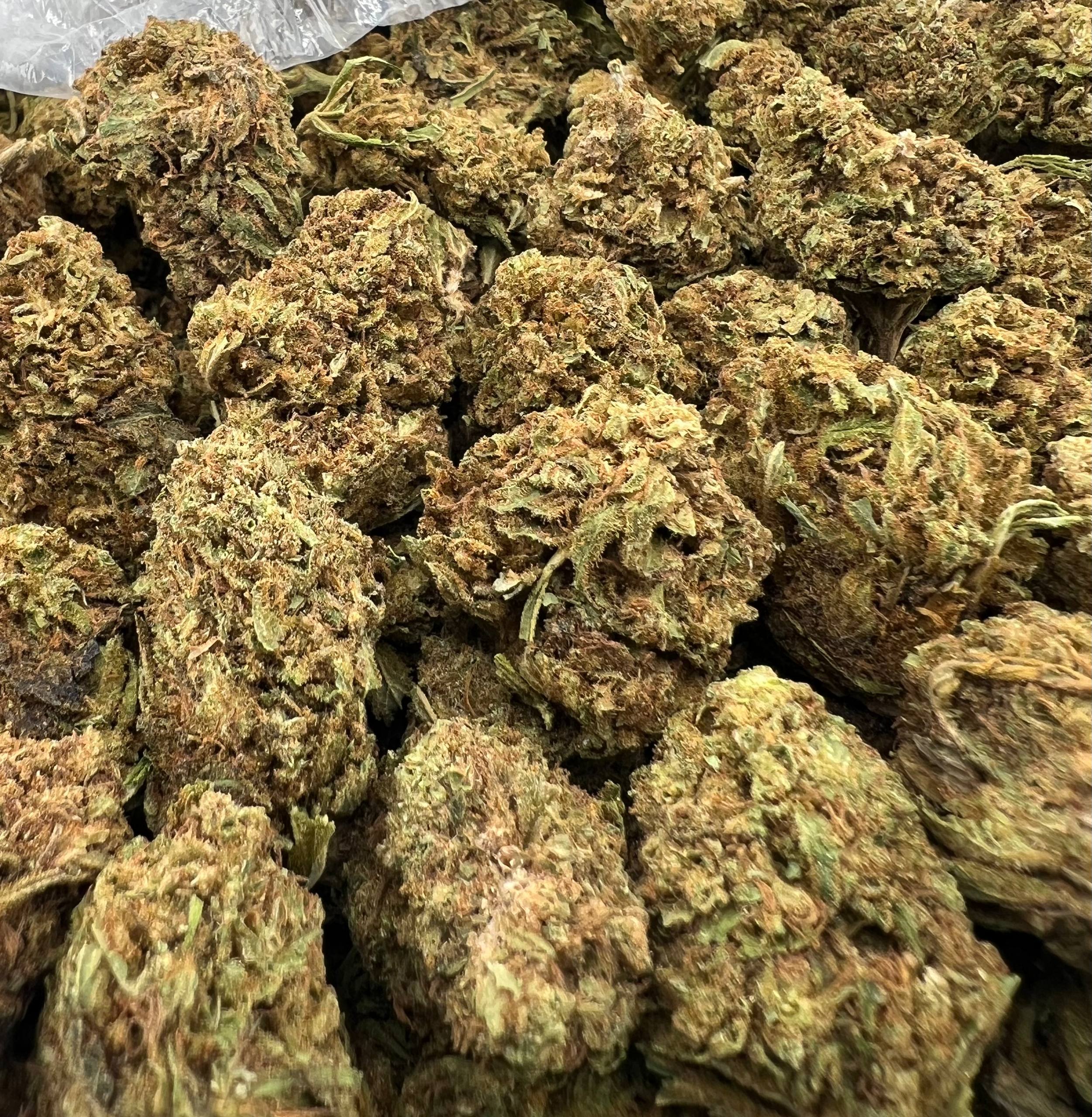 ALIEN GELATO [450]