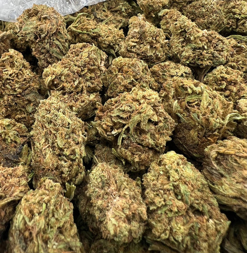 ALIEN GELATO [450]