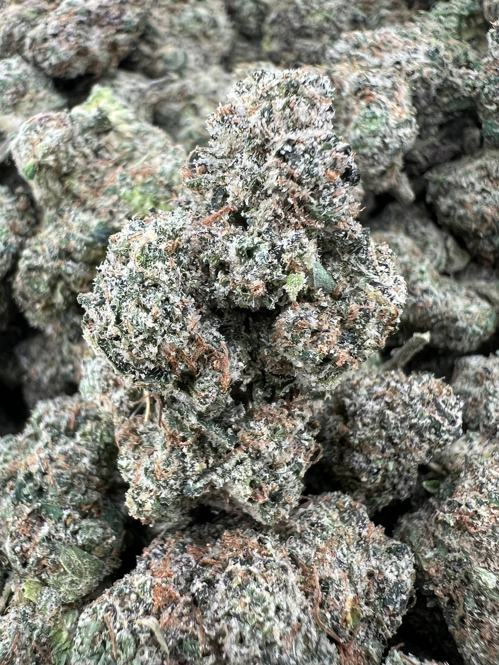 LA CANDY [875]