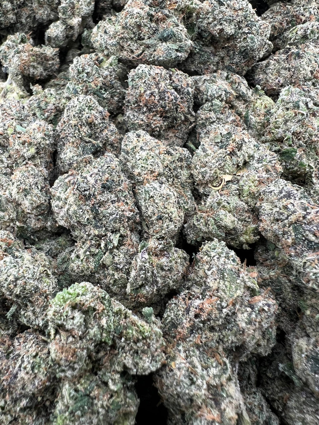 LA CANDY [875]