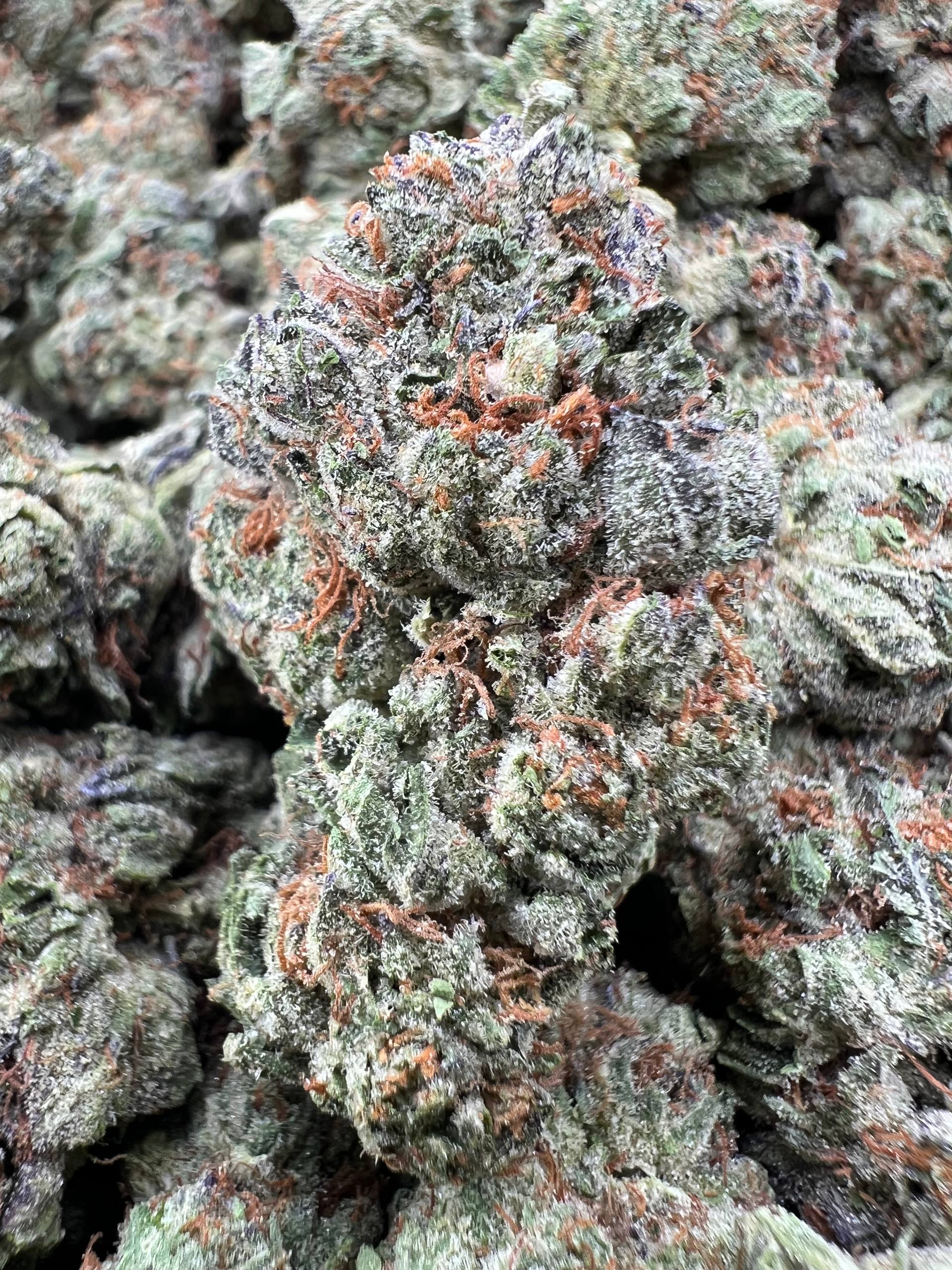 PURPLE ICEEZ [475]