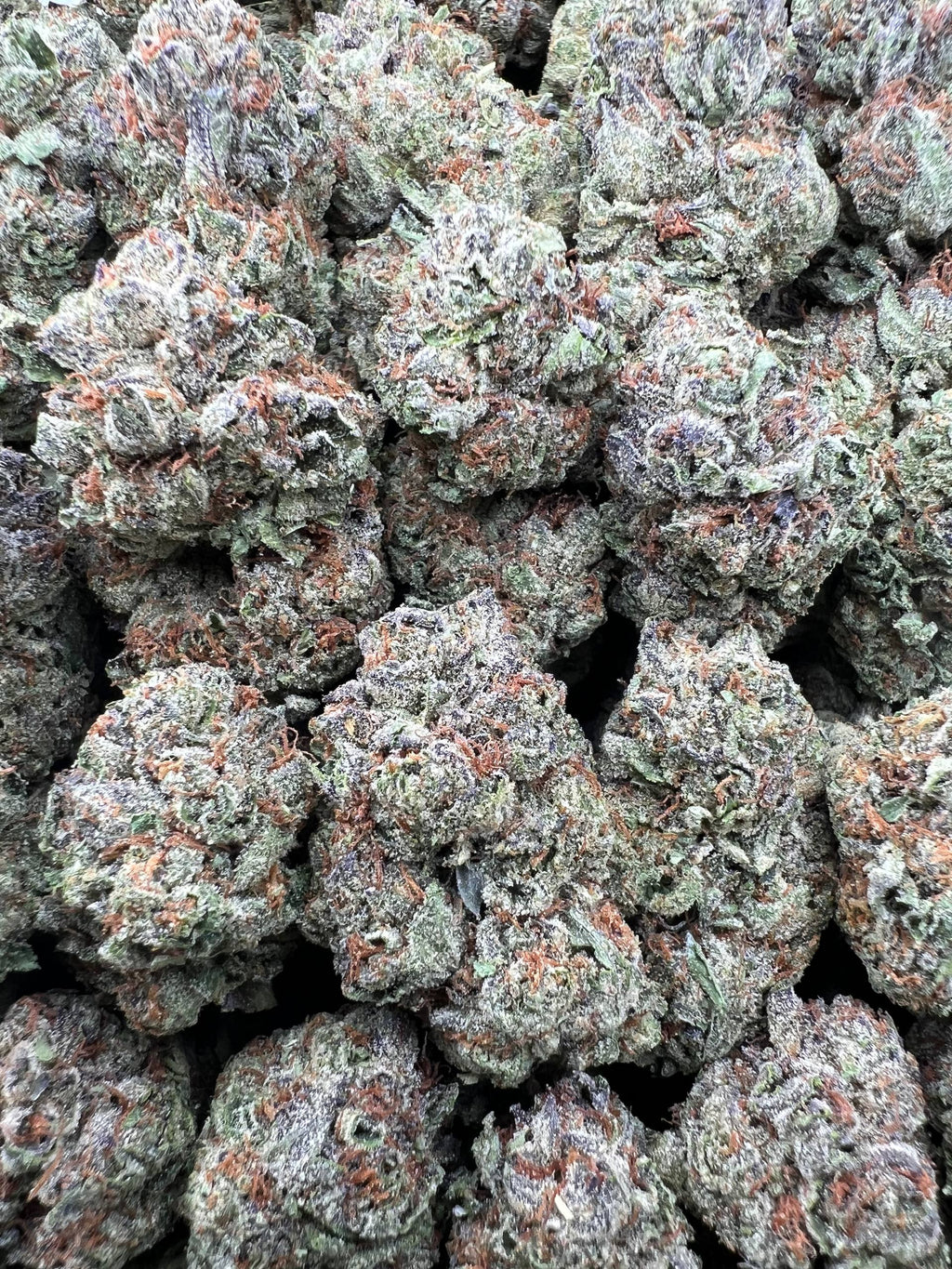 PURPLE ICEEZ [475]