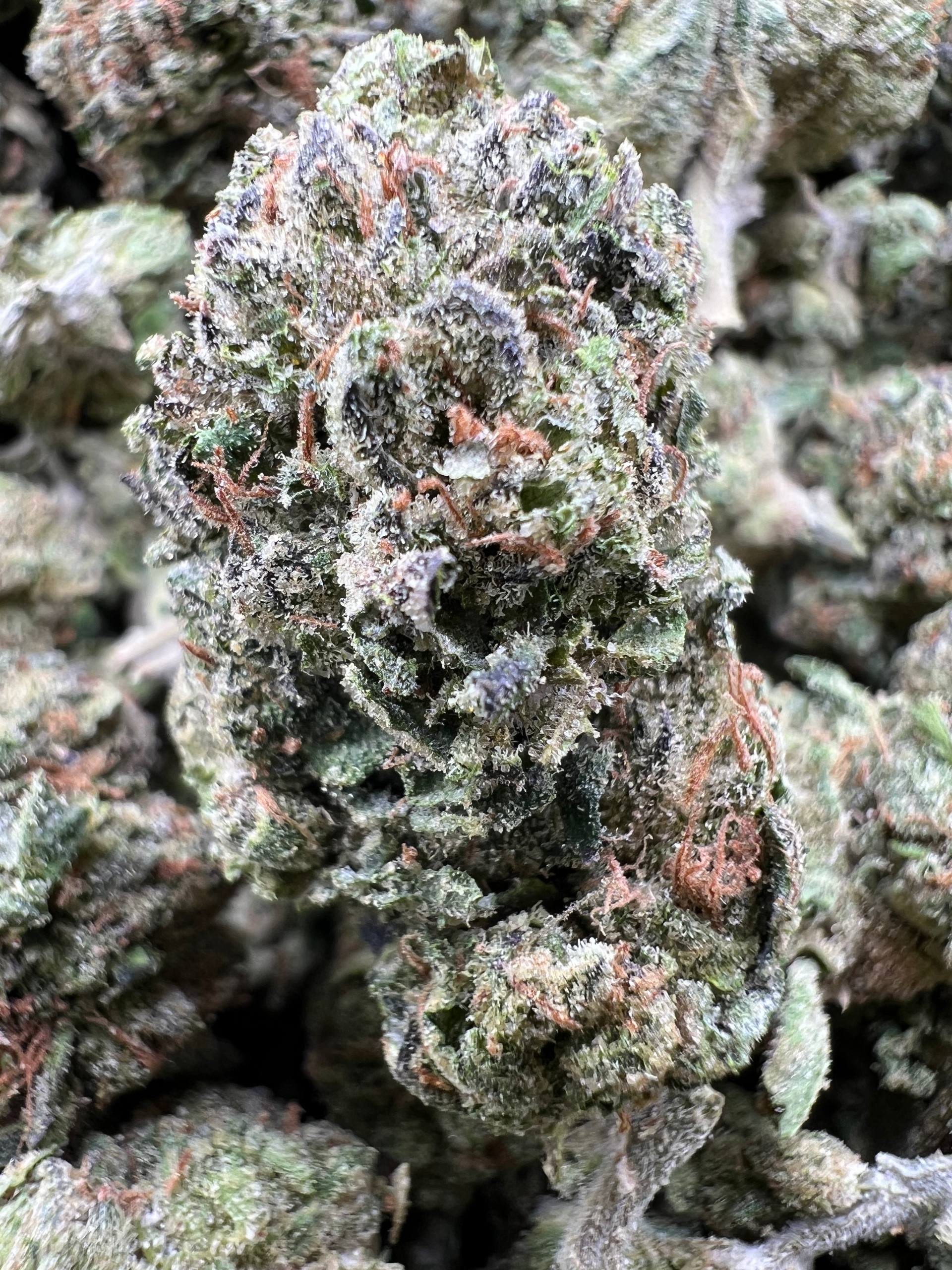 BLUEBERRY RUNTZ [550]