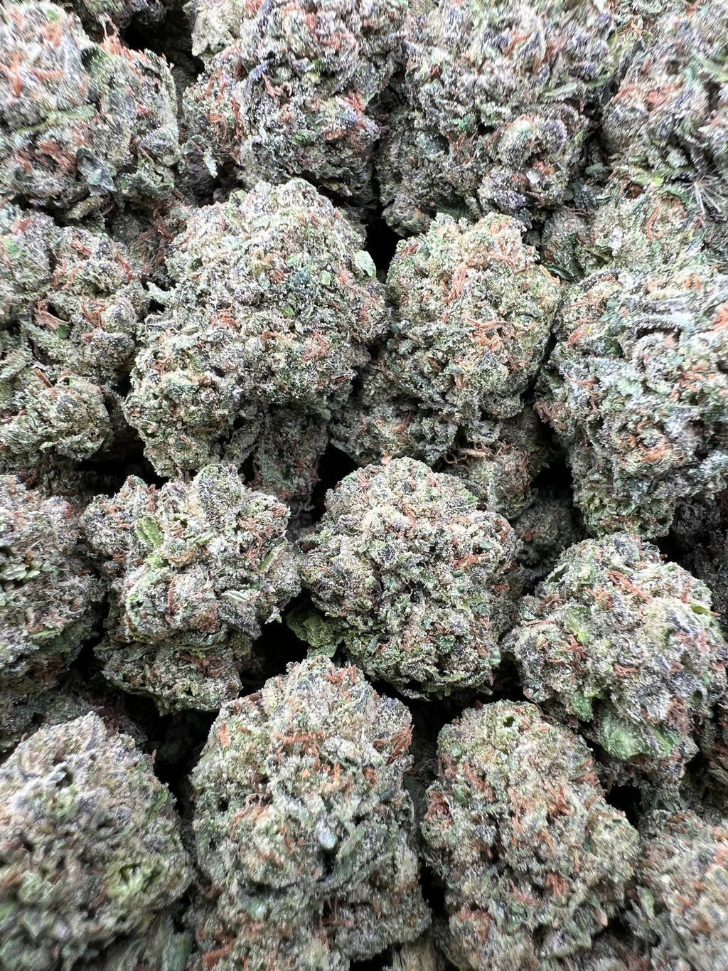 BLUEBERRY RUNTZ [550]
