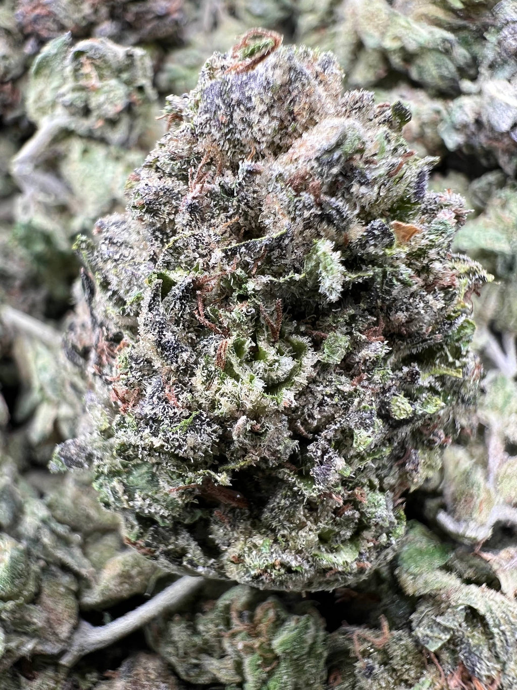 FROZEN CANDY [550]