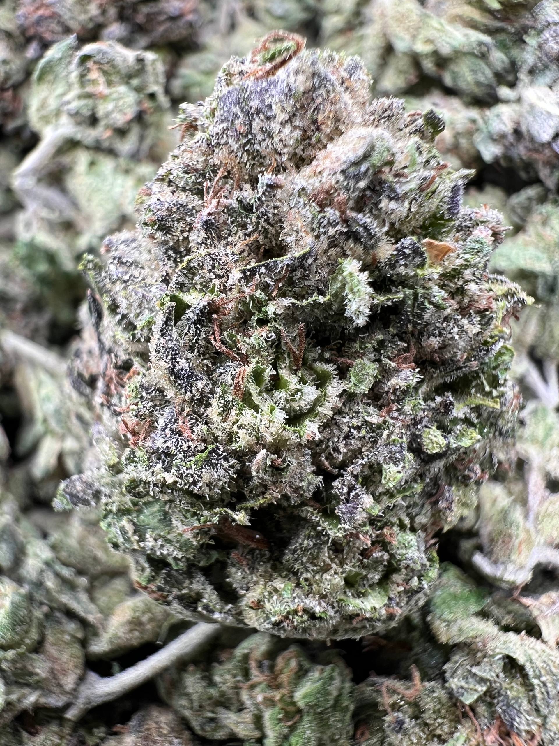 FROZEN CANDY [550]