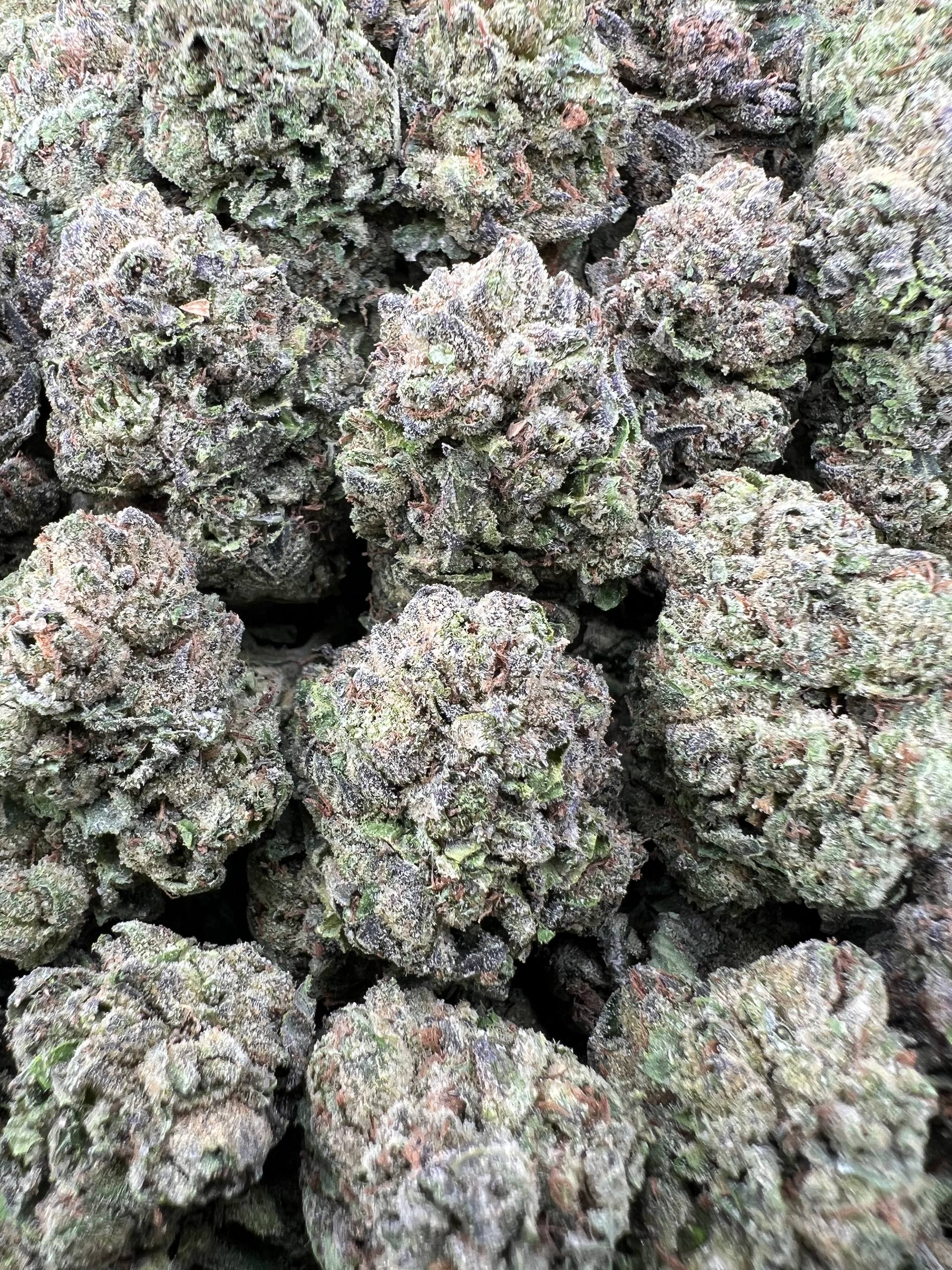 FROZEN CANDY [550]