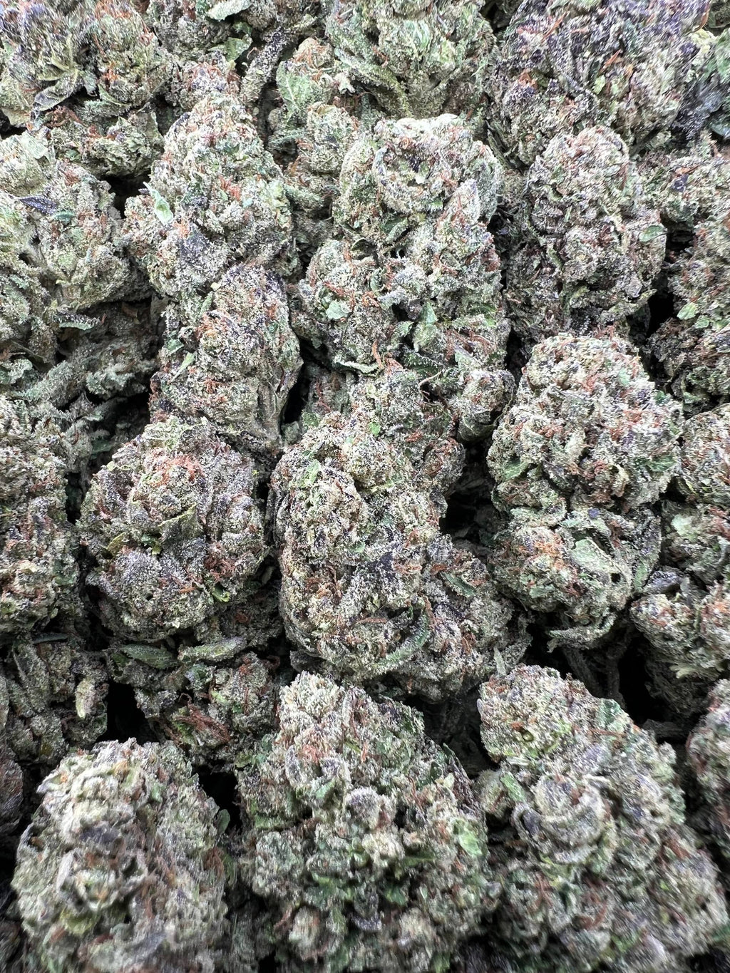 JETLATO [550]