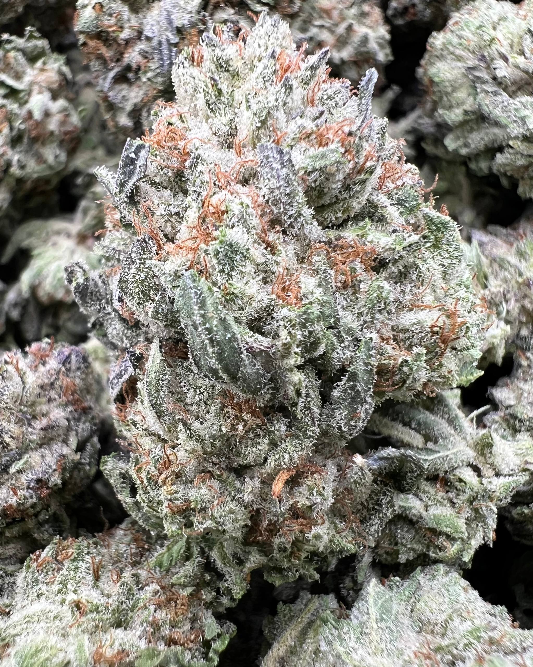 PINK SMORES [500]