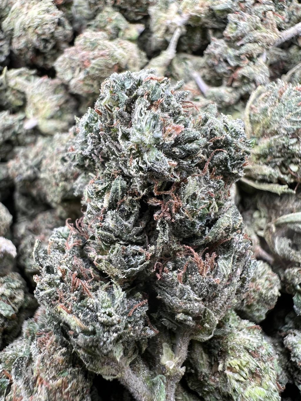 GREEN CHERRIEZ [475]