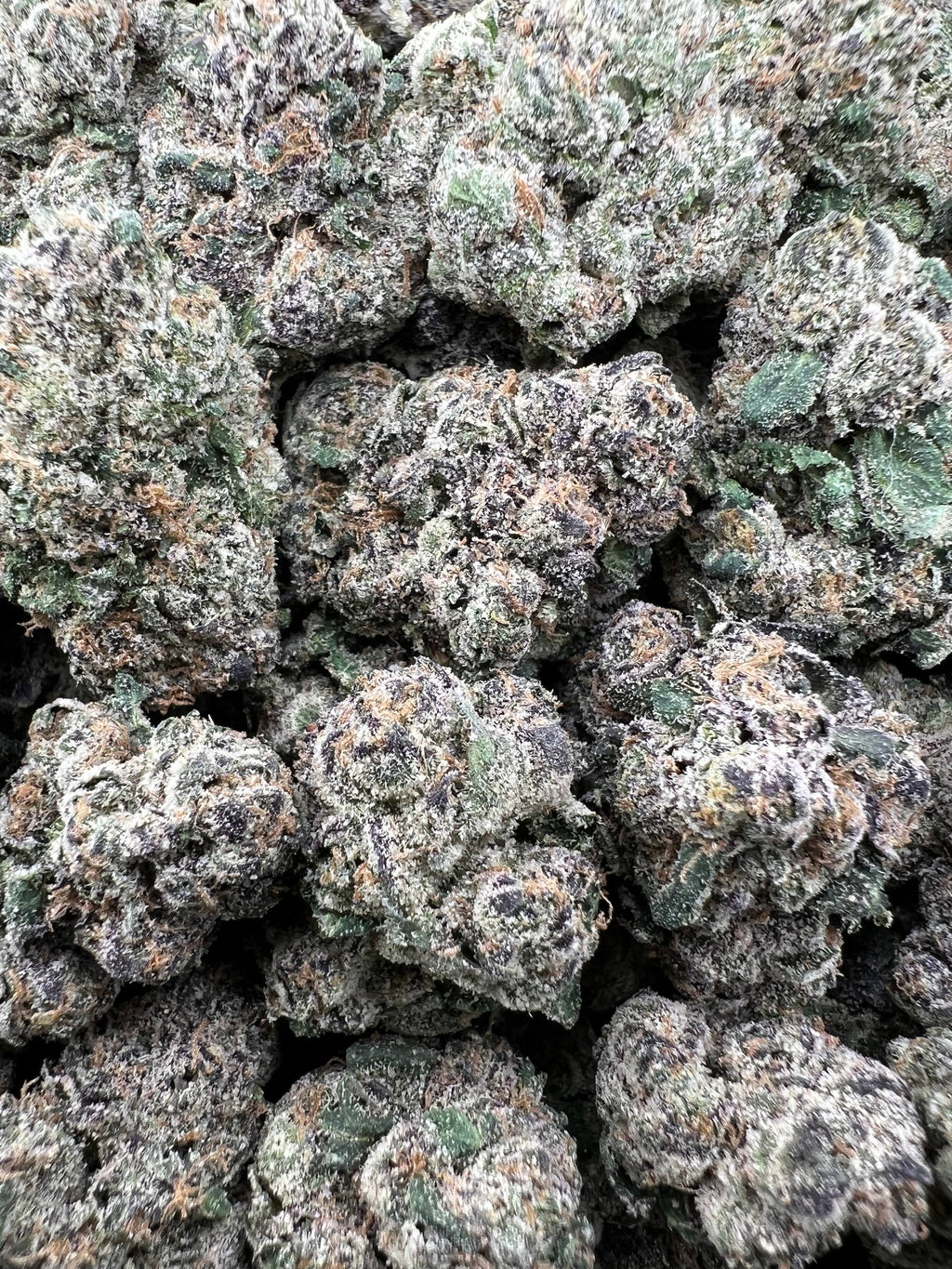 BLUE CHERRY BANGER [1100]