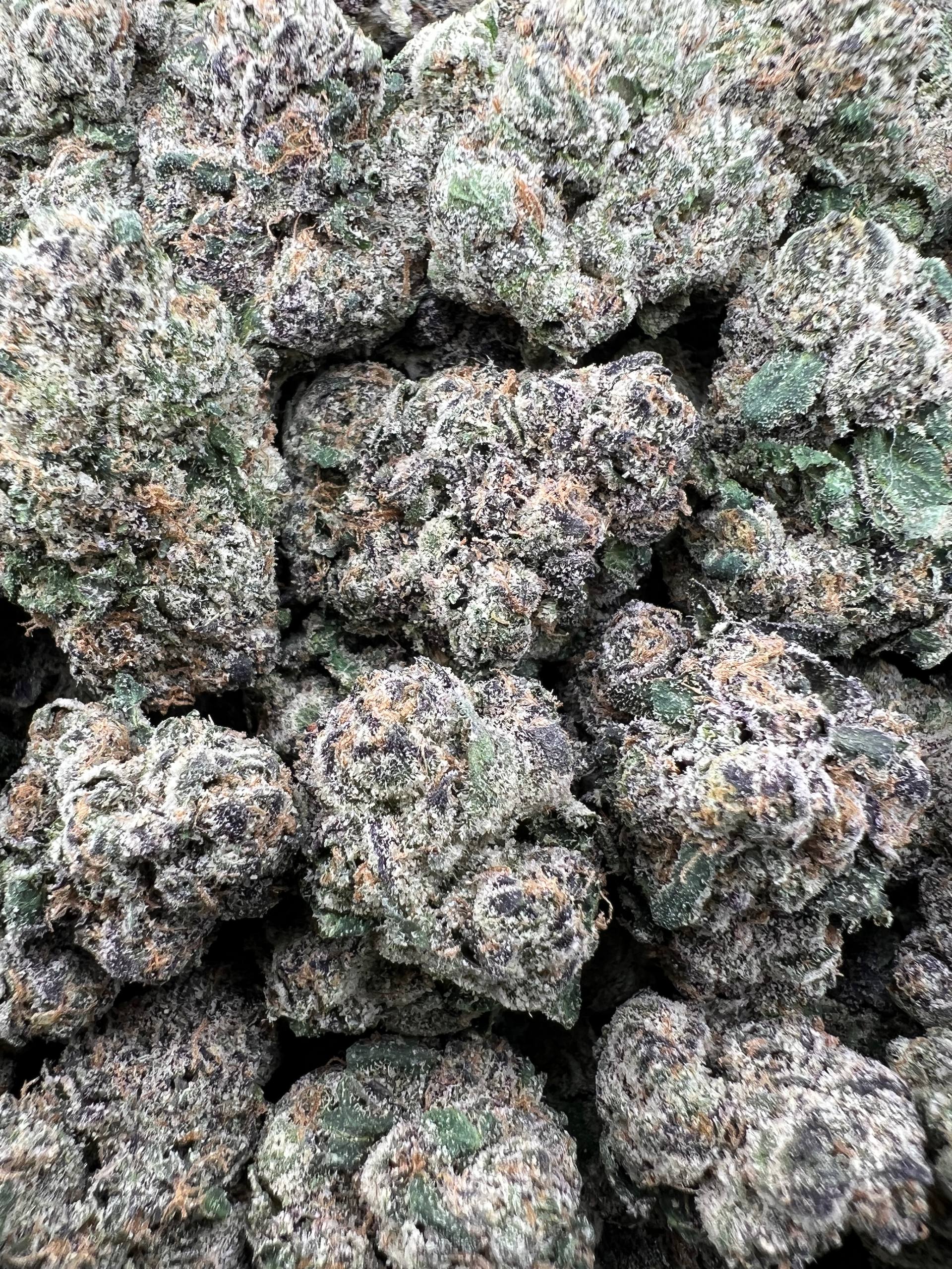 BLUE CHERRY BANGER [1100]