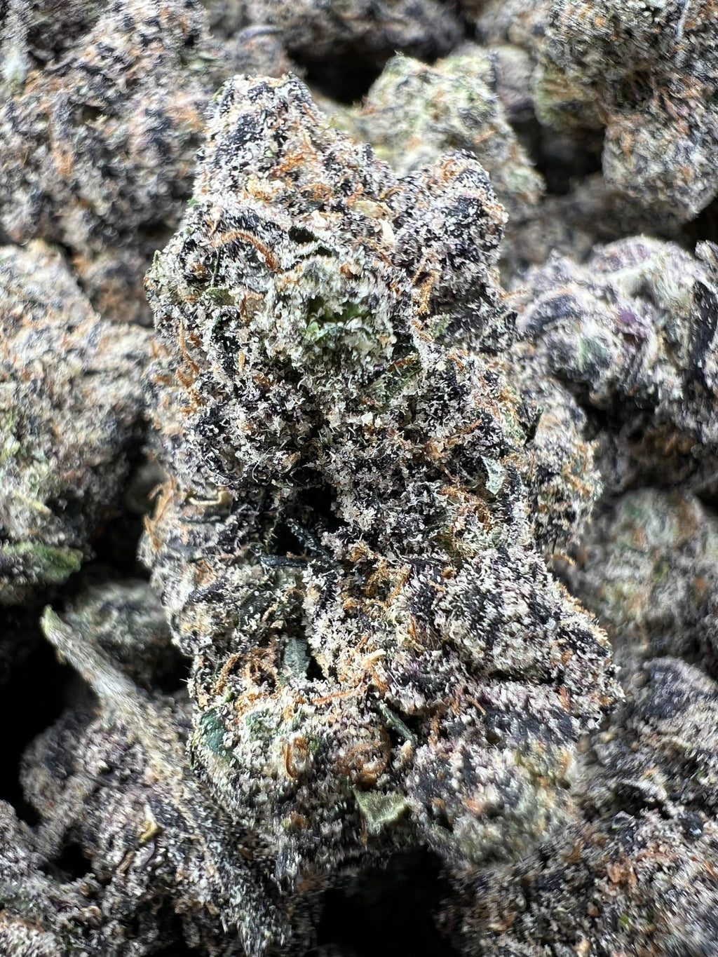 BLUE BENJIS [1050]
