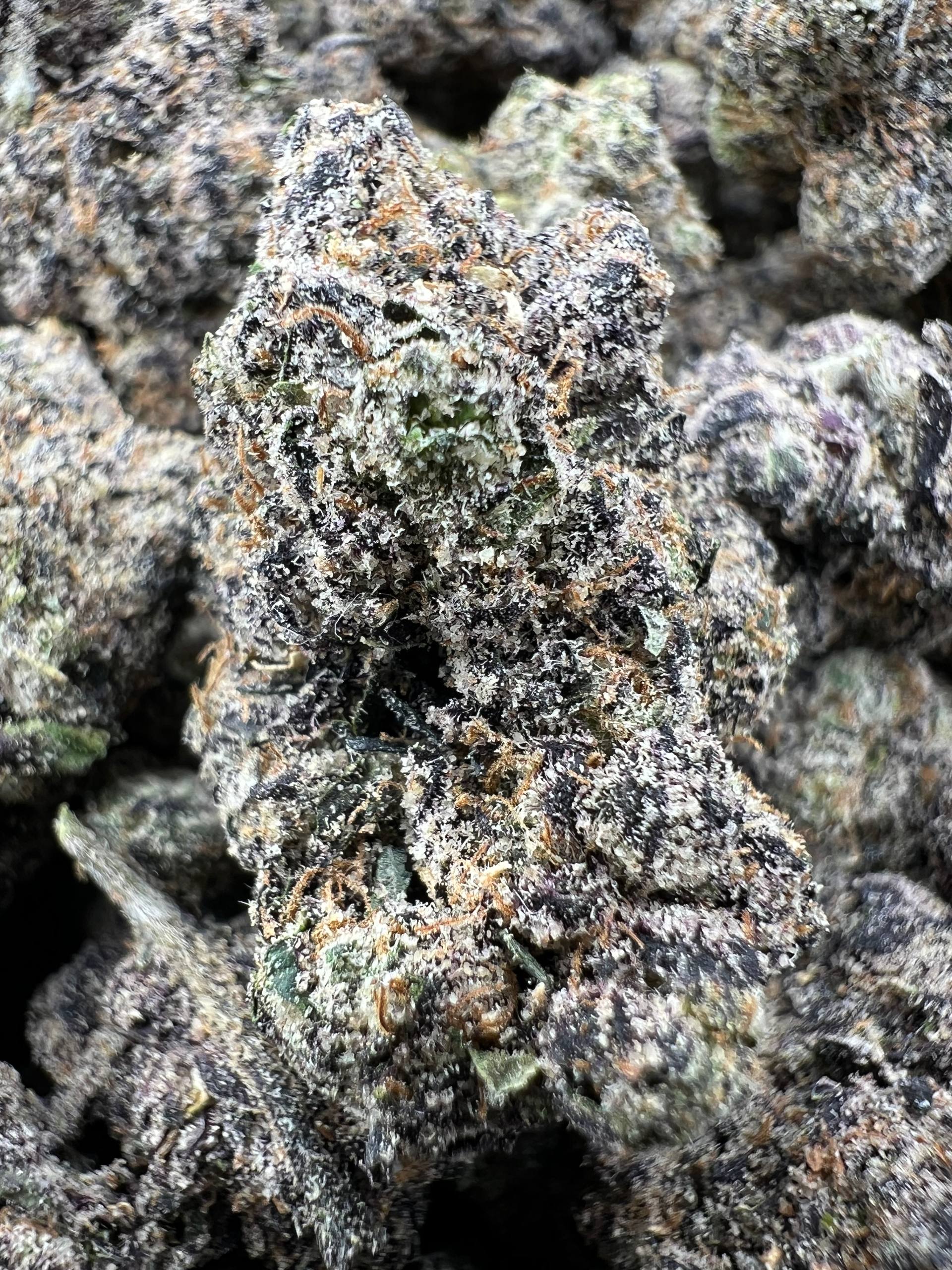 BLUE BENJIS [1050]
