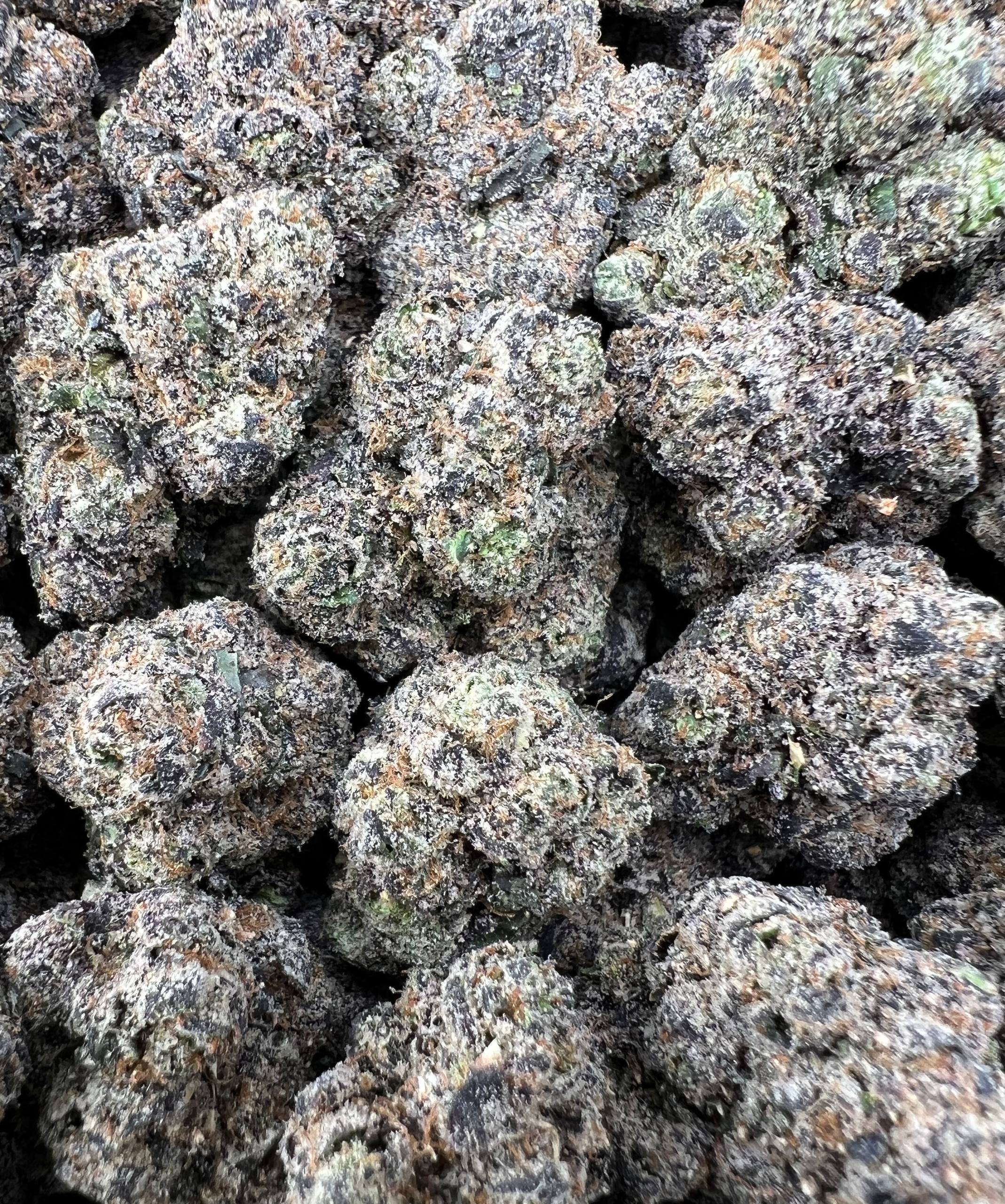 BLUE BENJIS [1050]